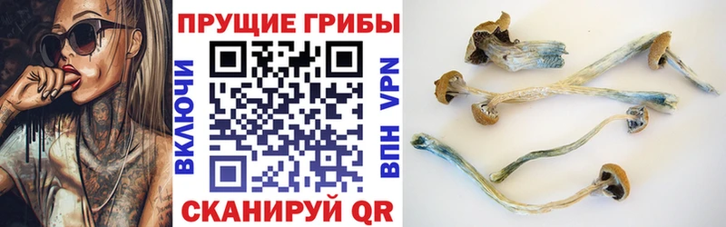 Псилоцибиновые грибы Psilocybe  хочу   Сасово 